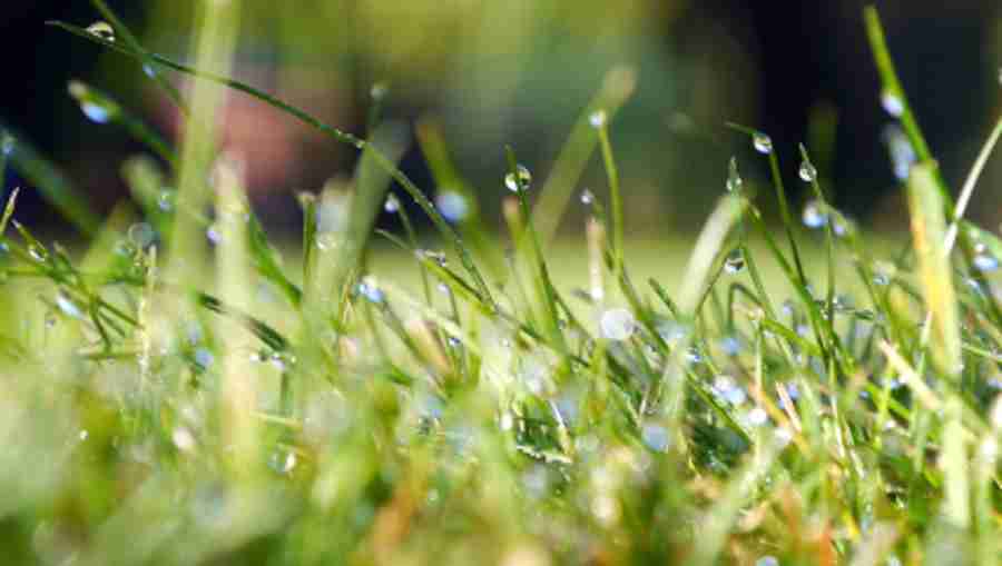 green watered lawn