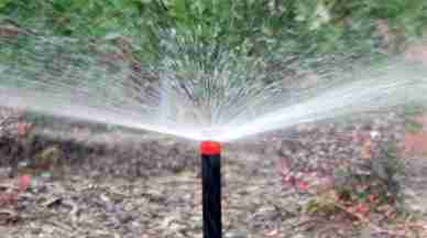 green watered lawn